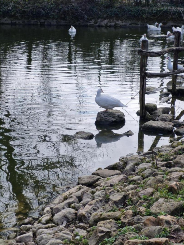 photo 52